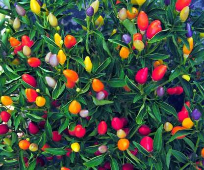 Qualtivate ® Organic Premium Rainbow Chilli Plants Seeds Seed