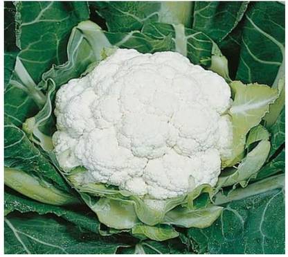 Qualtivate ™ Cauliflower - All Year Round Seeds Seed