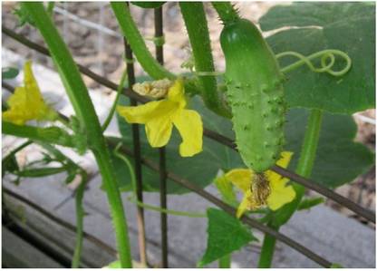 Qualtivate ® Cucumber Gherkin Seeds Seed