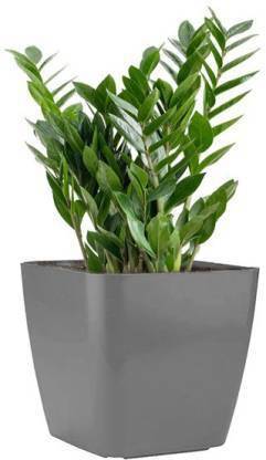 aaryason ZZ Plant