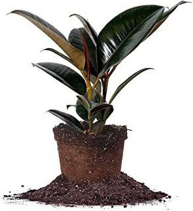 Heaven Of Saplings Rubber Tree