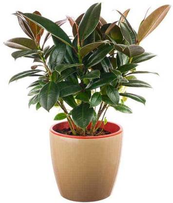 PURE OXYGEN Rubber Tree