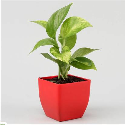 Fifth Spring Money Plant