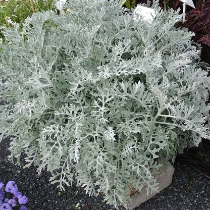 PMB Cineraria maritima silver dust Seed