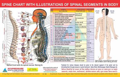 Spine Chart - Spinal Segments Paper Print