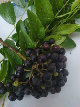 sivsankar enterprises Curry Leaf Plant