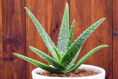 Allora Nursery Plants Aloe Vera Plant