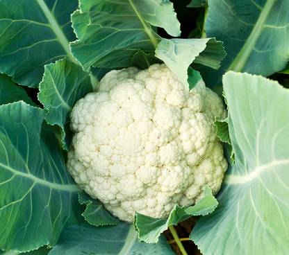 MegaValue CauliFlower Hybrid Seed
