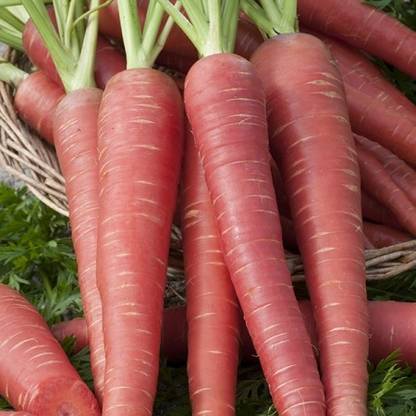 XOLDA Red Carrot / Desi Seed