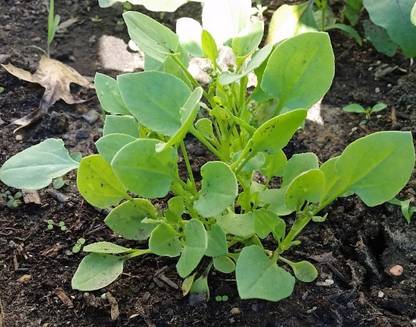 XOLDA Chukka Kura/Sorrel Seed