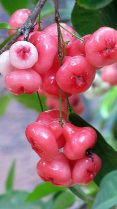 OMOM rose apple hybrid Seed