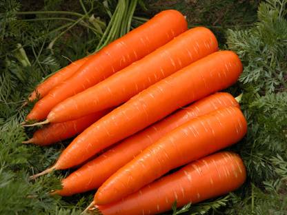 Paudha Carrot Hybrid Seed