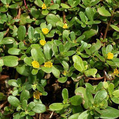 Paudha Kulfa/Purslane Seed