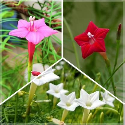 GARDENHUNT Cypress Vine (Red + Pink + White), Ipomoea quamoclit, Humming Bird Vine Flower Seeds, (Pack of 10+ Seeds each Colour in different packets) Seed