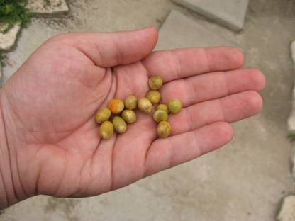 OMOM pitanga hybrid Seed