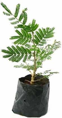 phoolmati Shami/Jand Plant