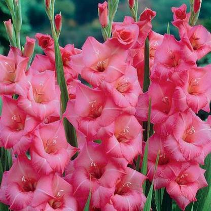 FERNSFLY® Gladiolus | Gladiola Seed