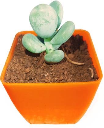 MVM ecomerce Desert plant