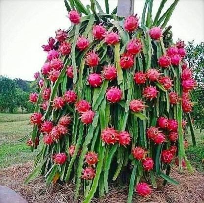 Eco Ocean Dragon Tree