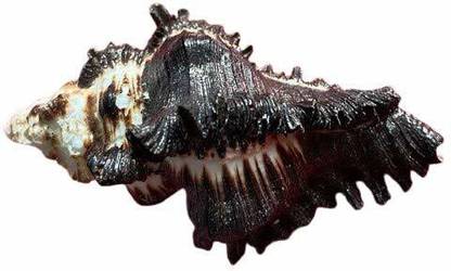 Adhvik Natural Blessing Shani Decorative (5 Cm Conch ) White Shankh for Pooja & Vamavarti Brings Prosperity, Happiness, Good Health & Wealth Decorative Shankh