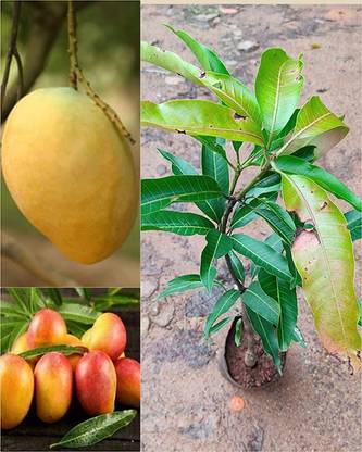 Trothic Mango Plant