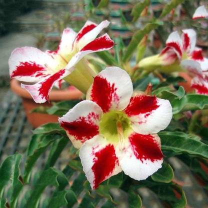 Qualtivate ™ Easy Grow Garden Plant Adenium Seed(10 Seeds) Seed