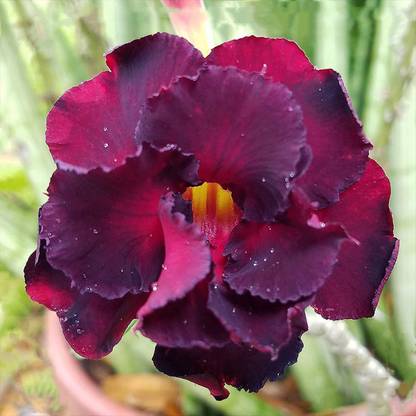 DROXTY ® Adenium Obesum Desert Rose Seeds for Garden(25 Seeds) Seed
