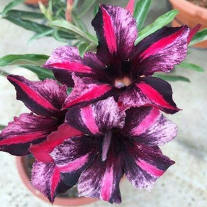 Qualtivate ® Adenium Obesum Seeds Desert Rose(15 Seeds) Seed