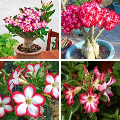 VibeX ® VMR-26 Adenium Obesum Bulbs-Strong Seed