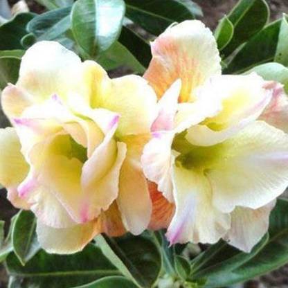 Qualtivate ® Adenium Obesum Desert Rose Seeds for Garden(40 Seeds) Seed