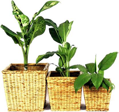 Craftfully by Craftfully Cane Planter Baskets - 3 Plant Container Set