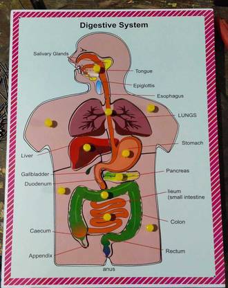 Soaring Wooden Puzzle Human Internal Body Organs of the Body Anatomy Jigsaw Tray Puzzle Learning & Teaching Aid Educational Toy for Kids & Teachers age 3+ (13 Pieces) Educational Board Games