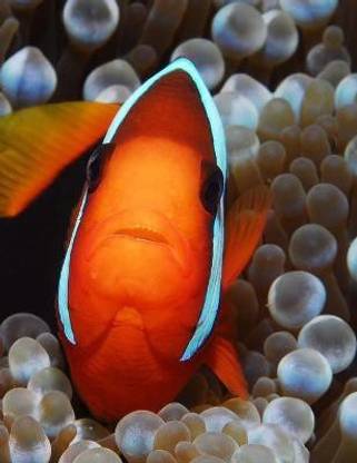 Clown Fish