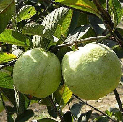 ROYAL NURSERY Guava Plant