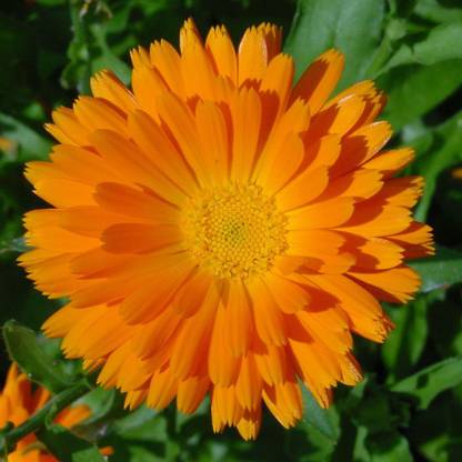 PLANTZON Calendula Hybrid Flower Seed