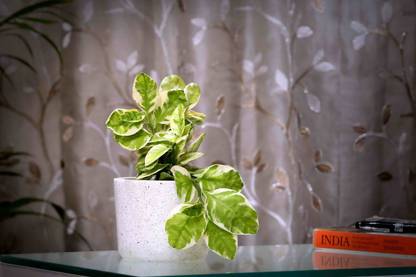 Posh n Plush White Terrazzo Planter Stoneware Vase