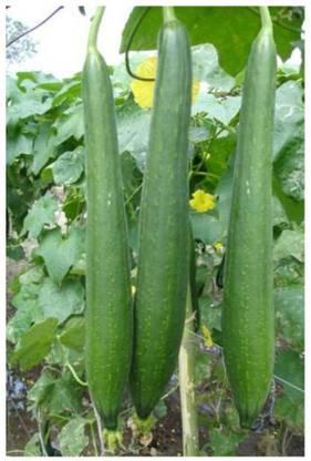UGRA Sponge Gourd Vegetable Seeds Seed