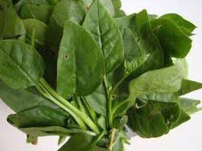 Countgreen Plus Germination Purpose Bachali kura - Malabar Spinach - 50 Seeds Approximate Seed