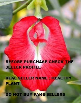 Eco Ocean Aparajita/ Butterfly Pea Plant