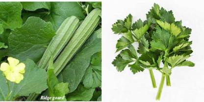 xcentax CELERY CUTTING LEAF, Ridge Gourd Seed Seed