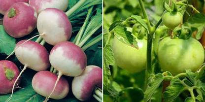 xcentax Chappan kadu, TURNIP PURPLE TOP Seed