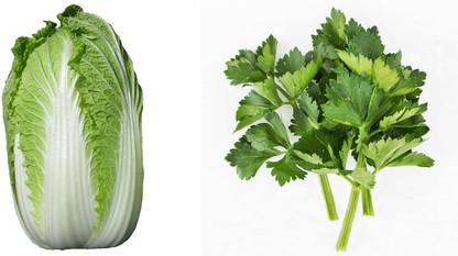 xcentax CELERY CUTTING LEAF, CHINESE CABBAGE GRANAAT Seed