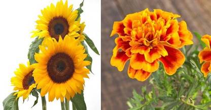dreamseawaves Marigold African Mixed Summer&Sunflower Seed