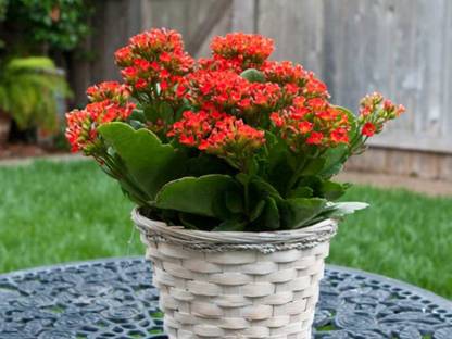 Bee Green Kalanchoe Plant