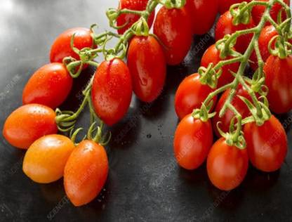 Corofitam RY49 HYBRID CHERRY TOMATO SEED5 Seed