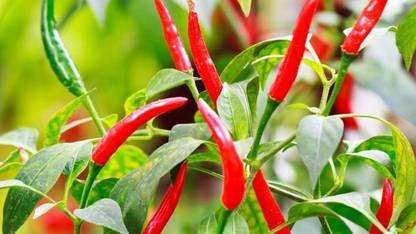 Green World HOT PEPPER RED SAMPURNA/ LAAL MIRCHI SEEDS FOR KITCHEN GARDENING (150 SEEDS) Seed