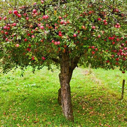 Trothic Apple Plant