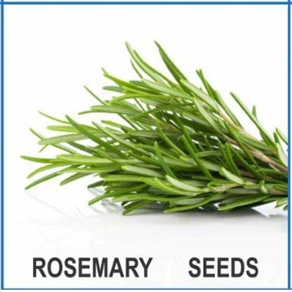 Qualtivate ™ Heirloom Rosemary Seeds(100 Seeds) Seed