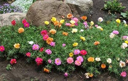 GRAH PRAVESH Portulaca, moss-rose, office time flower,, 10 o'clock flower seeds Seed
