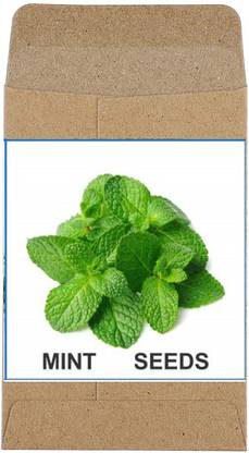 Qualtivate ™ Heirloom Mint Seeds(250 Seeds) Seed